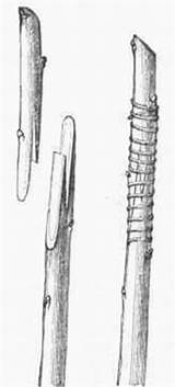 Grafting Whip Tongues Prepared Showing After Ward Bound Together Fig sketch template