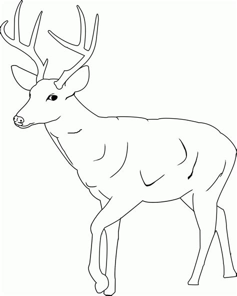 white tailed deer coloring pages  print coloring home