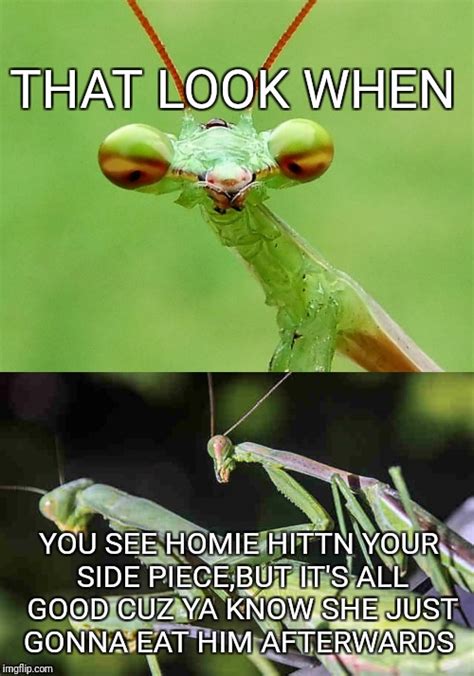 funny praying mantis pictures with captions cool