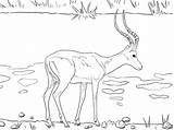 Impala Coloring Pages Printable Realistic Colouring Color Animal Horse Sheets Dot Animals Drawing Impalas Designlooter Version Click Crafts Categories Drawings sketch template