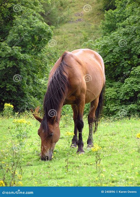 grazing pony  stock photo image  mane feeding grazing