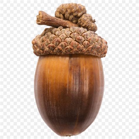 acorn nut oak png xpx acorn acorn nut food ingredient