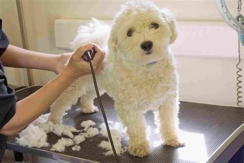 dog grooming basics    pooch