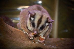 sugar glider cost  price guide pet keen