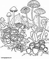 Champignons Trippy Champignon Mushroom Plein Jolis Coloriages Justcolor sketch template