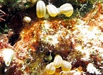 Image result for "lebrunia Coralligens". Size: 146 x 106. Source: reefguide.org