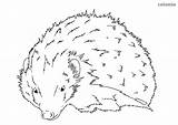 Hedgehog Coloring Realistic Pages Cute Animals sketch template