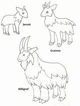 Billy Goats Gruff Three Coloring Printable Colour Masks Pages Activities Goat Clip Troll Lovely Clipart Role Little Deviantart Activity Coloringhome sketch template