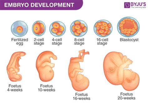embryology stages  development