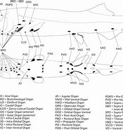 Afbeeldingsresultaten voor "sagamichthys Schnakenbek". Grootte: 175 x 185. Bron: onlinelibrary.wiley.com