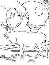 Elk Colouring sketch template