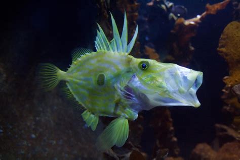 weirdest deep sea creatures readers digest