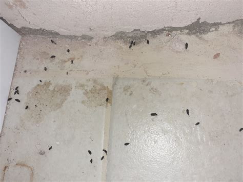 identifying mouse droppings potential hazards    clean safely
