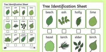 tree identification sheet australia tree identification
