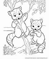 Coloring Pages Raccoon Wild Animals Bandit Face Animal Honkingdonkey Kids Activity sketch template