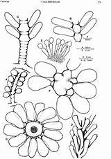 Racemosa Caulerpa Enlarge Var Figure Flora Sa sketch template