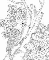 Nature Coloring Pages Printable Adults Getdrawings sketch template