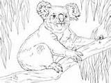 Koala Coloring Koalas Pages Branch Sits sketch template
