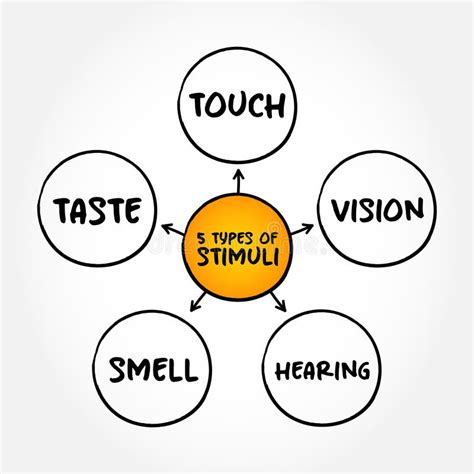 the 5 types of external stimuli divided into our senses touch