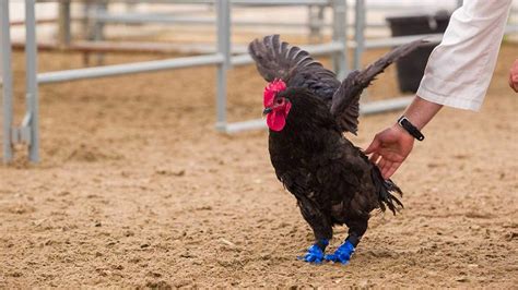 rooster walks again thanks to 3 d printed talons cbc ca