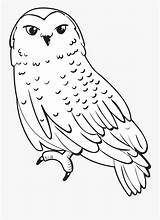 Snowy Hedwig Scholastic Fair sketch template