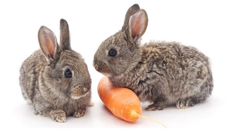 do rabbits really love carrots mental floss