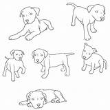 Pitbull Puppy American Coloring Drawing Drawings Paintingvalley sketch template