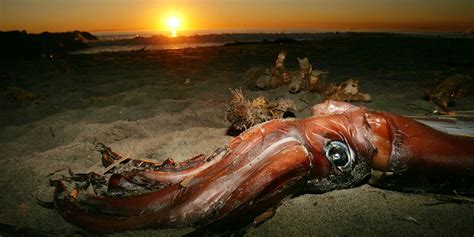 giant squid giant squid video size  big   giant squid