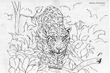 Pantanal Animais Pintarcolorir Bichos Muitos Outros Encontrar sketch template