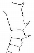 Afbeeldingsresultaten voor "pleuromamma Quadrungulata". Grootte: 109 x 185. Bron: copepodes.obs-banyuls.fr