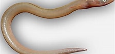 Afbeeldingsresultaten voor Echelus myrus Anatomie. Grootte: 224 x 106. Bron: katalog-vretencarjev-slovenije.si