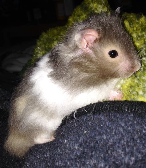 Globs My New Long Haired Syrian Hamster ️👊🐹 Cute Hamsters Syrian