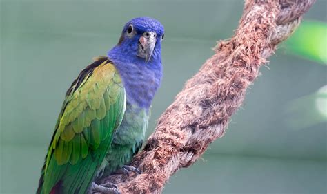 pionus parrot personality diet care facts  pictures unianimal