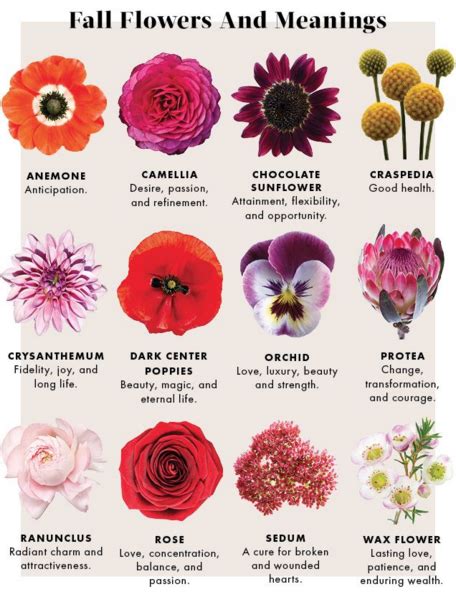 Fall Flowers And Their Meanings Types Of Flowers Fall Flowers