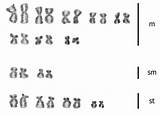 Arranged Karyotype Chromosomes Diversicolor Decreasing sketch template