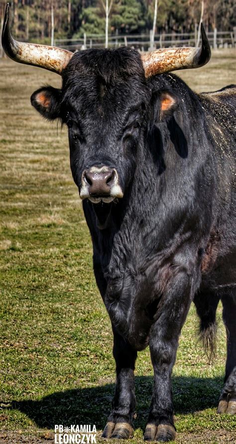 heck cattle   hardy breed  domestic cattle  cattle