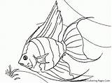 Fish Coloring Pages Angel Realistic Drawing Tropical Printable Luau Angelfish Colouring Kids Saltwater Real Color Drawings Line Printables Sheet Ocean sketch template