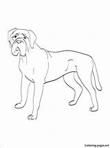 Coloring Pages Bullmastiff Mastiff Getcolorings Printable 87kb 750px sketch template
