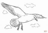 Seagull Coloring Flight Pages Printable sketch template