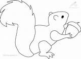 Eekhoorn Acorn Squirrel Dieren 1001 Holding sketch template