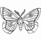 Coloring Moth Printable Silk Butterfly Pages Drawing Cocoon Designlooter Color Insects Colouring 300px 92kb Getcolorings Getdrawings Freeprintablecoloringpages sketch template