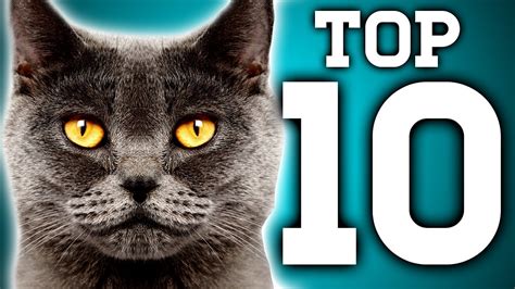 awesome 10 cat facts you need to know earth unplugged youtube
