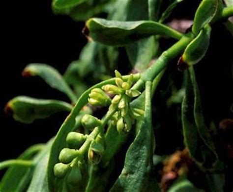tumbuhan herbal benalu loranthus spec div tanaman
