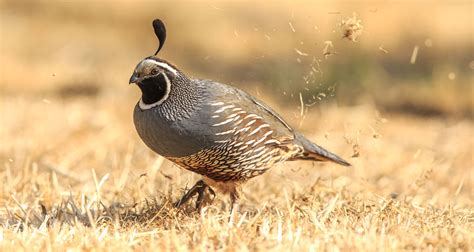 california quail audubon field guide