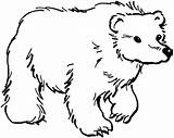 Pages Orsi Oso Pardo Polar Mewarnai Beruang Ausmalbilder Disegno Belajar Carle Caminando Sheets Colorare Ausmalbild Ausmalen Malvorlagen Binatang Lucu Anak sketch template