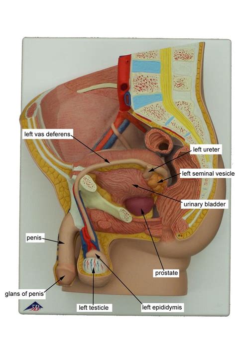 Male Anatomy Diagram Labelled Reproductive System