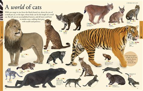 animals  visual encyclopedia az science learning toy store