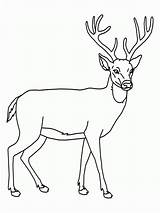 Cerb Colorat Desene Reindeer Cu Chevreuil Planse 2575 Coloriage Venado Cerbi Animale Salbatice Cerbul Renos Imprimir Coloriages Imaginea Ciervos sketch template