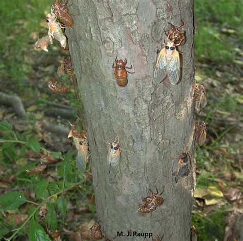 periodical cicadas      ground  maryland dc