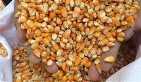 tips membeli  menjual bibit  benih jagung terbaik aplikasi pertanian media agribisnis